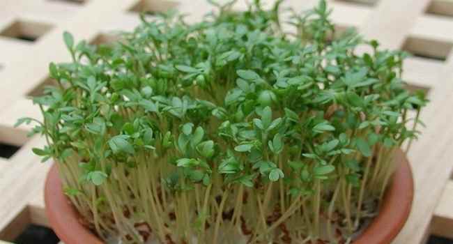 watercress lettuce-benefit-harm