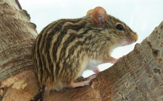 Que mange une souris dans la nature Ce que les souris mangent dans la nature | Que mangent les souris domestiques ?