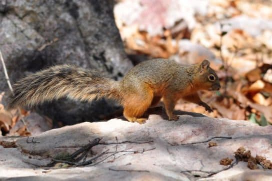 Quelle protéine mange dans la nature Quelles protéines mangent dans la nature en hiver et en été | Que mangent les écureuils en ville