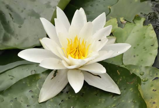 white lily water lily - photo 1