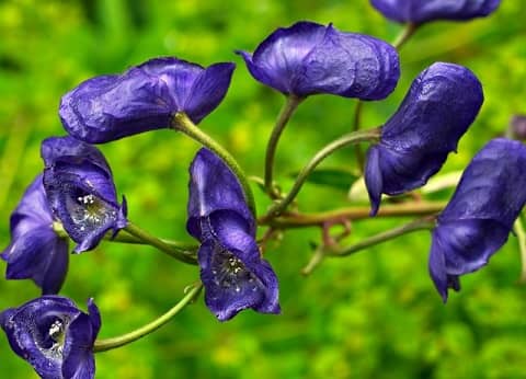 photo of aconite