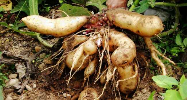 Yacon what are these useful properties what to cook and how to grow
