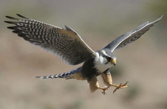 Peregrine Falcon from the Red Book – photo and description of the bird, speed, report, interesting facts, presentation, what it eats
