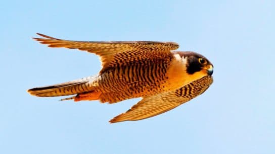 Peregrine Falcon from the Red Book – photo and description of the bird, speed, report, interesting facts, presentation, what it eats