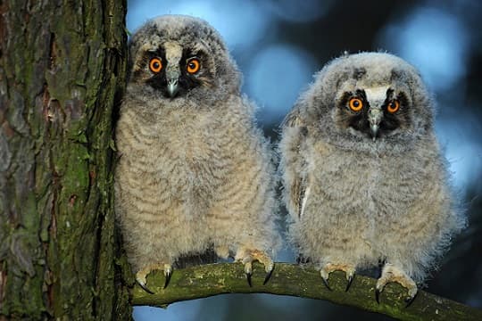Hibou moyen-duc – photo et description, Livre rouge, o&ugrave; il vit, nourriture, poussins