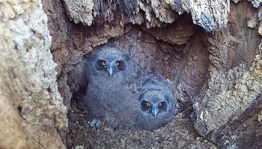 Fish owl from the Red Book – a photo and description of the bird, where it lives and what it looks like, interesting facts
