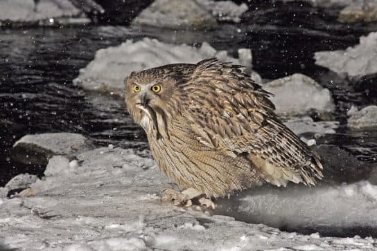 Fish owl from the Red Book – a photo and description of the bird, where it lives and what it looks like, interesting facts