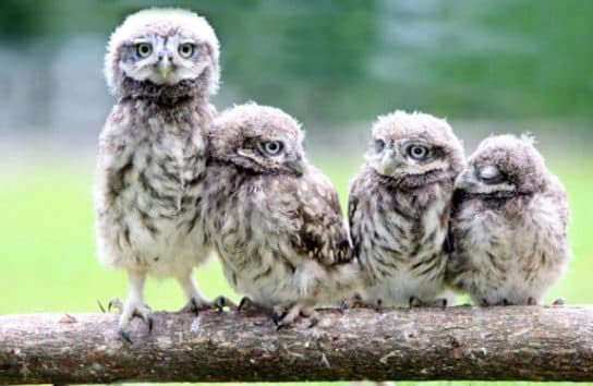 Little owl – photo, care and maintenance at home, Red Book, listen to the voice