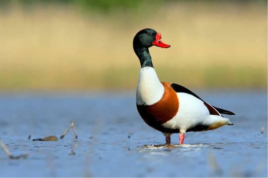 Ovelha (atayka) do Livro Vermelho – uma foto de um pato e uma descri&ccedil;&atilde;o de onde o p&aacute;ssaro vive