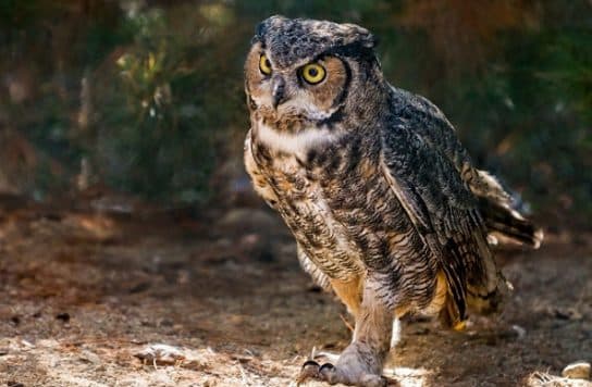 Hibou – une photo et une description de l&rsquo;oiseau, &agrave; quoi il ressemble et ce qu&rsquo;il mange, des faits int&eacute;ressants