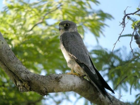 Hobby falcon – photo and description of the bird, what it eats and what it looks like, voice, chick