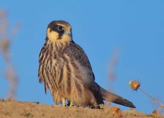 Hobby falcon – photo and description of the bird, what it eats and what it looks like, voice, chick
