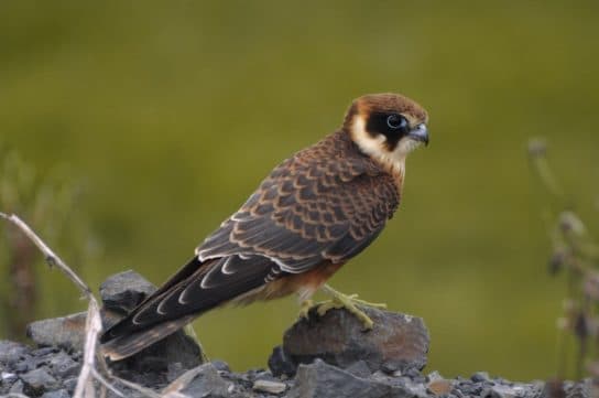Hobby falcon – photo and description of the bird, what it eats and what it looks like, voice, chick