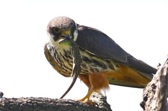 Hobby falcon – photo and description of the bird, what it eats and what it looks like, voice, chick