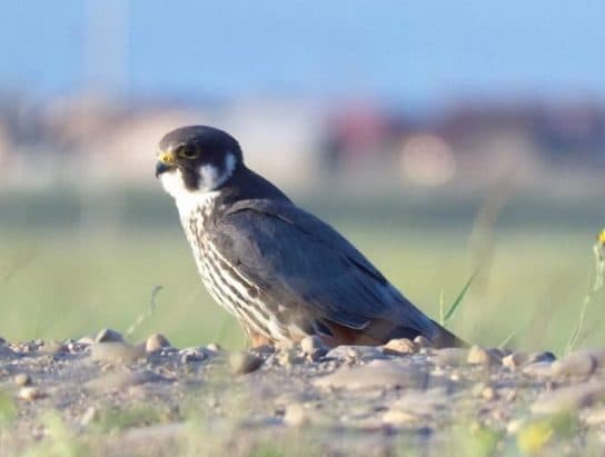 Hobby falcon – photo and description of the bird, what it eats and what it looks like, voice, chick