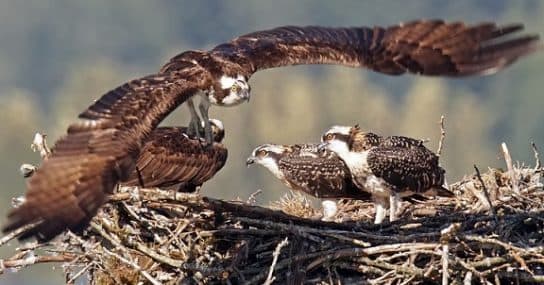 Osprey – a bird from the Red Book, photo and description, where it lives and what it eats, facts |  Osprey angler