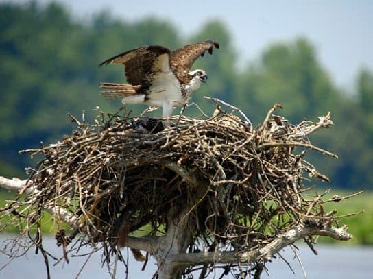 Osprey – a bird from the Red Book, photo and description, where it lives and what it eats, facts |  Osprey angler