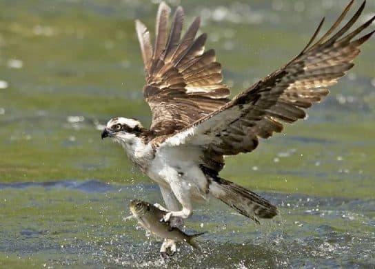 Osprey – a bird from the Red Book, photo and description, where it lives and what it eats, facts |  Osprey angler