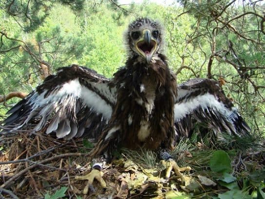 Aigle tachet&eacute; – photo et description de l&rsquo;oiseau, o&ugrave; il vit et ce qu&rsquo;il mange