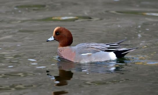 Anseriformes – representatives and types of the order, meaning and features, signs and nutrition