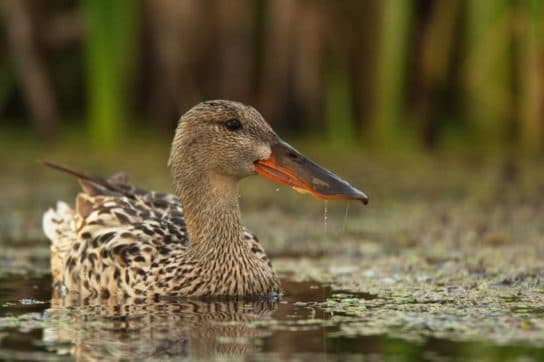 Anseriformes – representatives and types of the order, meaning and features, signs and nutrition