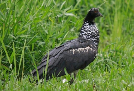 Anseriformes – representatives and types of the order, meaning and features, signs and nutrition
