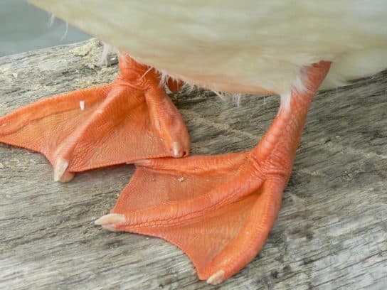 Anseriformes – representatives and types of the order, meaning and features, signs and nutrition