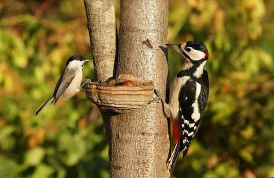 Woodpecker – species, description and photo of the bird, what it eats and what it looks like, listen to the voice