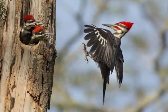 Woodpecker – species, description and photo of the bird, what it eats and what it looks like, listen to the voice