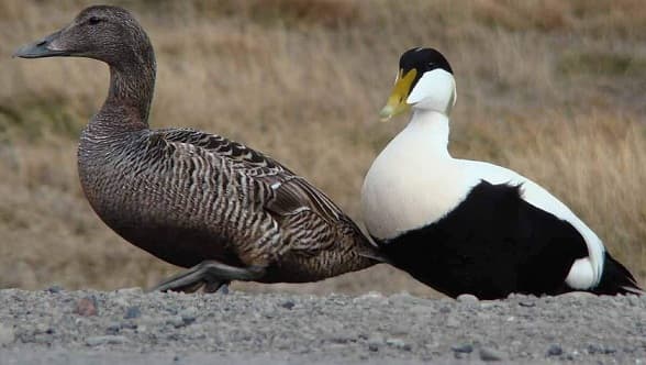 Animals of the arctic deserts |  What birds live in the arctic deserts?