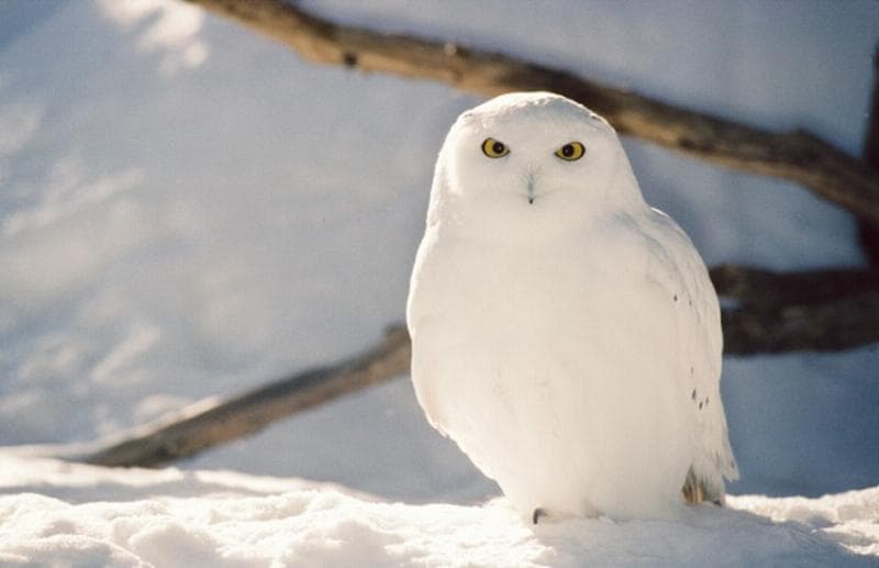 Animals of the arctic deserts |  What birds live in the arctic deserts?