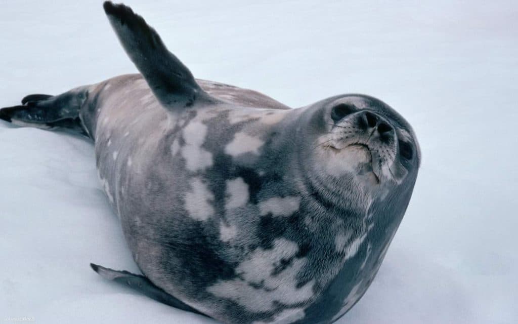 Animals of the arctic deserts |  What birds live in the arctic deserts?