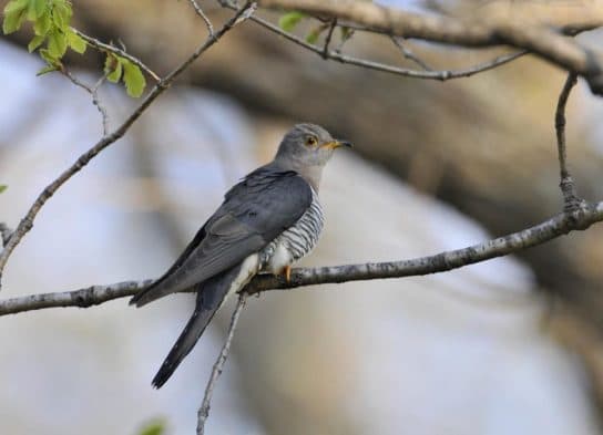 Coucou sourd – photo et description, &eacute;coutez la voix, les &oelig;ufs et la reproduction