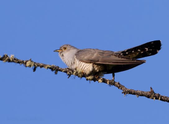 Coucou sourd – photo et description, &eacute;coutez la voix, les &oelig;ufs et la reproduction