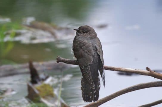 Coucou sourd – photo et description, &eacute;coutez la voix, les &oelig;ufs et la reproduction