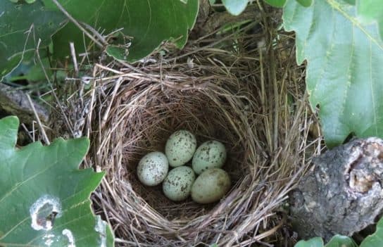 Coucou sourd – photo et description, &eacute;coutez la voix, les &oelig;ufs et la reproduction