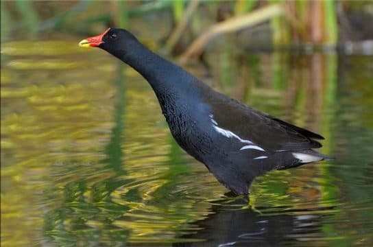 Poule d&rsquo;eau – photo et description de l&rsquo;oiseau, poussin de poule d&rsquo;eau, &eacute;coutez la voix