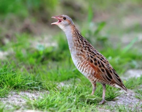 Crake – a photo of a bird, listen to the sounds of singing, a description of where it lives and what it looks like