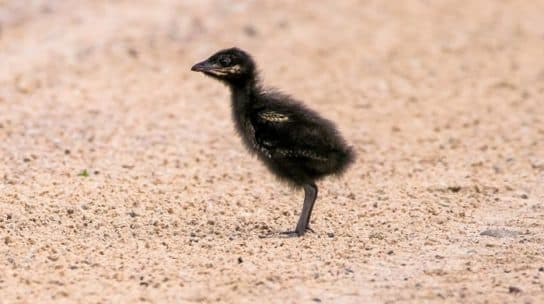 Crake – a photo of a bird, listen to the sounds of singing, a description of where it lives and what it looks like