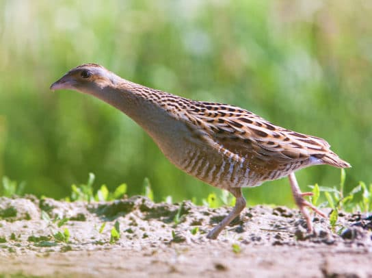 Crake – a photo of a bird, listen to the sounds of singing, a description of where it lives and what it looks like