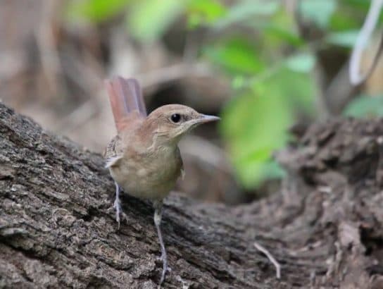 Nightingale – uma foto e a descri&ccedil;&atilde;o de um p&aacute;ssaro, fatos interessantes, o que ele come e onde mora, fotos