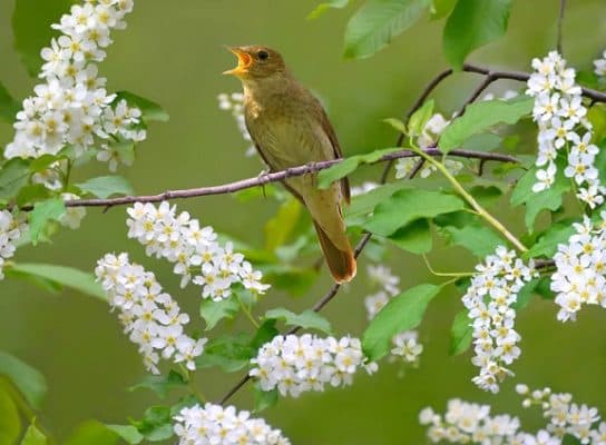 Nightingale – uma foto e a descri&ccedil;&atilde;o de um p&aacute;ssaro, fatos interessantes, o que ele come e onde mora, fotos