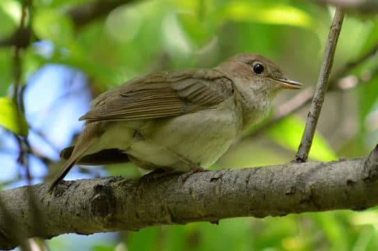 Nightingale – uma foto e a descri&ccedil;&atilde;o de um p&aacute;ssaro, fatos interessantes, o que ele come e onde mora, fotos