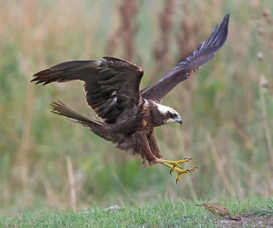 Aguilucho lagunero: foto y descripci&oacute;n del p&aacute;jaro, Libro rojo, voz y sonidos, im&aacute;genes de un macho y una hembra