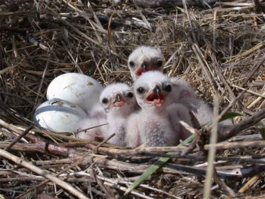 Aguilucho lagunero: foto y descripci&oacute;n del p&aacute;jaro, Libro rojo, voz y sonidos, im&aacute;genes de un macho y una hembra