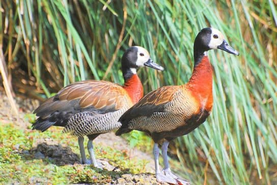 Anseriformes: representantes y tipos del orden, significado y características, signos y nutrición.