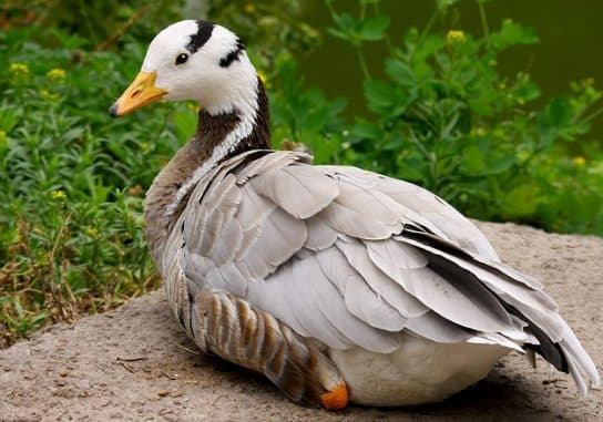 Anseriformes: representantes y tipos del orden, significado y características, signos y nutrición.
