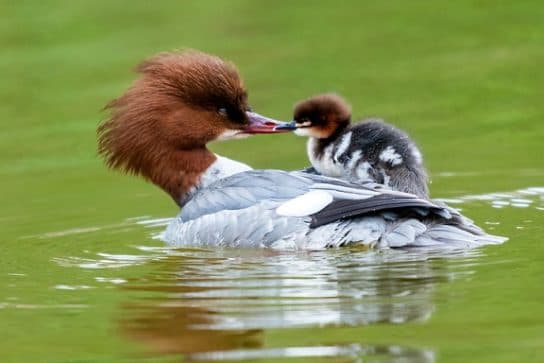 Anseriformes: representantes y tipos del orden, significado y características, signos y nutrición.