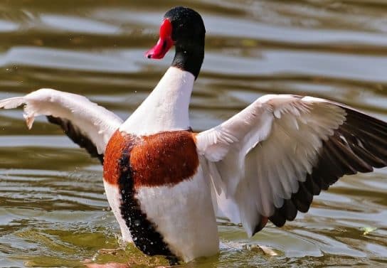 Anseriformes: representantes y tipos del orden, significado y características, signos y nutrición.