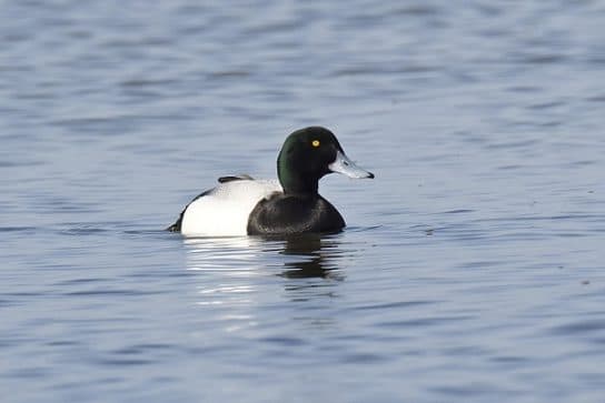 Anseriformes – representantes e tipos da ordem, significado e caracter&iacute;sticas, sinais e nutri&ccedil;&atilde;o